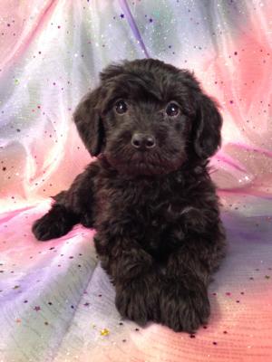 Black Male Schnoodle Puppy for sale #16 DOB October 1, 2013|Schnoodle Breeders in Los Angeles tend to charge More. Purebredpups ships to CA for only $150